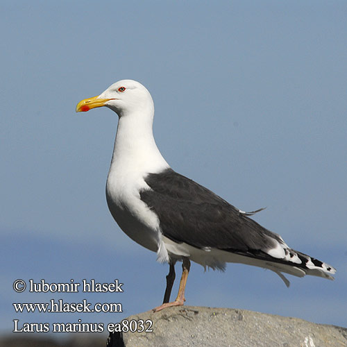 Larus marinus Great Blackback Mantelmöwe Goéland marin Gavión Atlántico racek mořský Svartbag Grote Mantelmeeuw Merilokki Mugnaiaccio Svartbak Havstrut Клуша Mewa siodłata Dolmányos sirály čajka morská Melnspārnu kaija Merikajakas Gaivota grande Морская чайка オオカモメ النورس اسود Γιγαντόγλαρος Alcatraz-comum Великий морський мартин Büyük Kara Sırtlı Martı