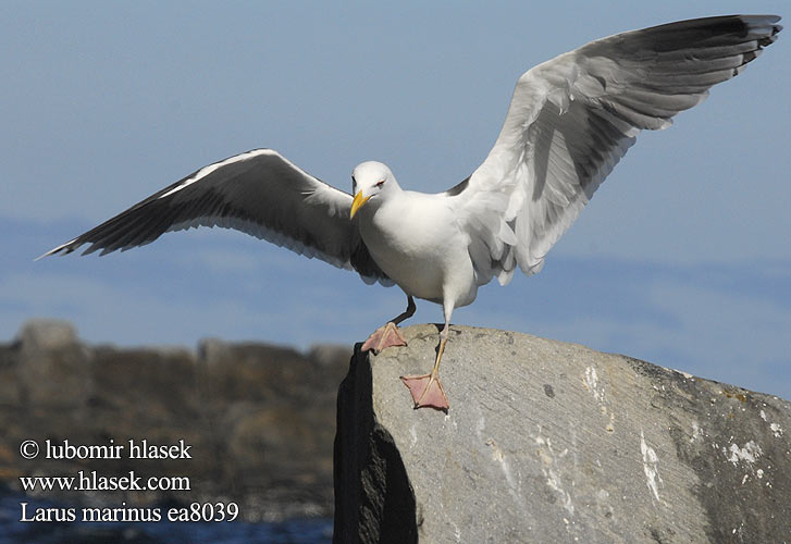 Larus marinus Goéland marin Gavión Atlántico racek mořský Svartbag Grote Mantelmeeuw Merilokki Mugnaiaccio Svartbak Havstrut Клуша Mewa siodłata Dolmányos sirály čajka morská Melnspārnu kaija Merikajakas Gaivota grande Морская чайка オオカモメ النورس اسود Γιγαντόγλαρος Alcatraz-comum Великий морський мартин Büyük Kara Sırtlı Martı Great Blackback Mantelmöwe