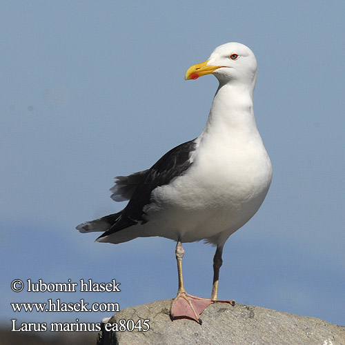 Larus marinus racek mořský Svartbag Grote Mantelmeeuw Merilokki Mugnaiaccio Svartbak Havstrut Клуша Mewa siodłata Dolmányos sirály čajka morská Melnspārnu kaija Merikajakas Gaivota grande Морская чайка オオカモメ النورس اسود Γιγαντόγλαρος Alcatraz-comum Великий морський мартин Büyük Kara Sırtlı Martı Great Blackback Mantelmöwe Goéland marin Gavión Atlántico