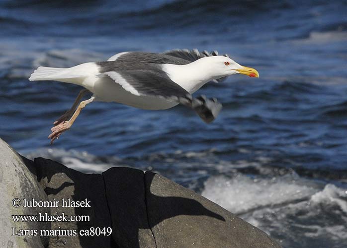 Larus marinus Merilokki Mugnaiaccio Svartbak Havstrut Клуша Mewa siodłata Dolmányos sirály čajka morská Melnspārnu kaija Merikajakas Gaivota grande Морская чайка オオカモメ النورس اسود Γιγαντόγλαρος Alcatraz-comum Великий морський мартин Büyük Kara Sırtlı Martı Great Blackback Mantelmöwe Goéland marin Gavión Atlántico racek mořský Svartbag Grote Mantelmeeuw