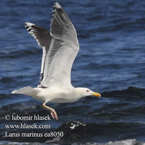 Larus marinus Клуша Mewa siodłata Dolmányos sirály čajka morská Melnspārnu kaija Merikajakas Gaivota grande Морская чайка オオカモメ النورس اسود Γιγαντόγλαρος Alcatraz-comum Великий морський мартин Büyük Kara Sırtlı Martı Great Blackback Mantelmöwe Goéland marin Gavión Atlántico racek mořský Svartbag Grote Mantelmeeuw Merilokki Mugnaiaccio Svartbak Havstrut