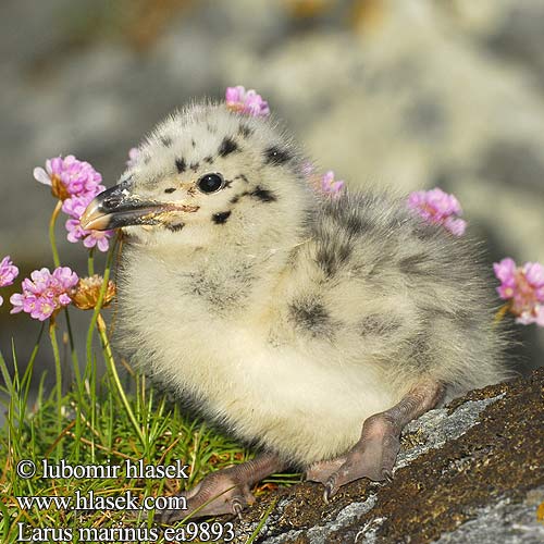 Larus marinus ea9893