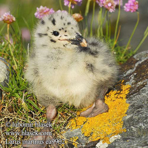 Larus marinus Морская чайка オオカモメ النورس اسود Γιγαντόγλαρος Alcatraz-comum Великий морський мартин Büyük Kara Sırtlı Martı Great Blackback Mantelmöwe Goéland marin Gavión Atlántico racek mořský Svartbag Grote Mantelmeeuw Merilokki Mugnaiaccio Svartbak Havstrut Клуша Mewa siodłata Dolmányos sirály čajka morská Melnspārnu kaija Merikajakas Gaivota grande