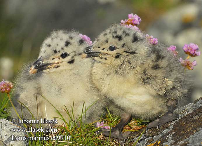 Larus marinus النورس اسود Γιγαντόγλαρος Alcatraz-comum Великий морський мартин Büyük Kara Sırtlı Martı Great Blackback Mantelmöwe Goéland marin Gavión Atlántico racek mořský Svartbag Grote Mantelmeeuw Merilokki Mugnaiaccio Svartbak Havstrut Клуша Mewa siodłata Dolmányos sirály čajka morská Melnspārnu kaija Merikajakas Gaivota grande Морская чайка オオカモメ