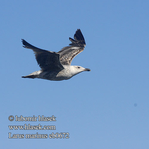 Larus marinus eb0672