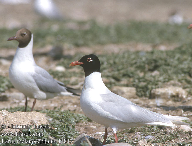 Larus melanocephalus Mediterranean Gull Schwarzkopfmöwe