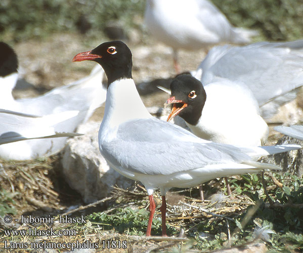 Mouette mélanocéphale Gaviota Cabecinegra Racek černohlavý