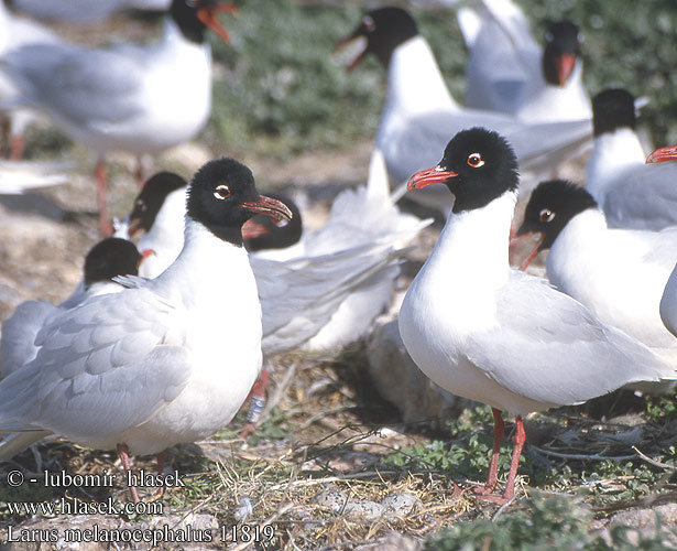 Larus melanocephalus 11819