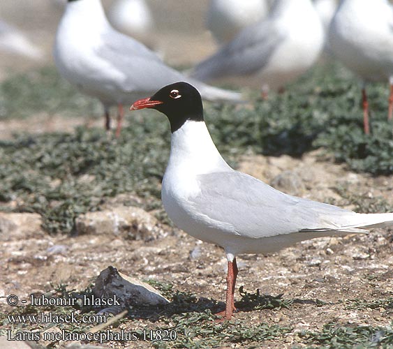 Larus melanocephalus 11820