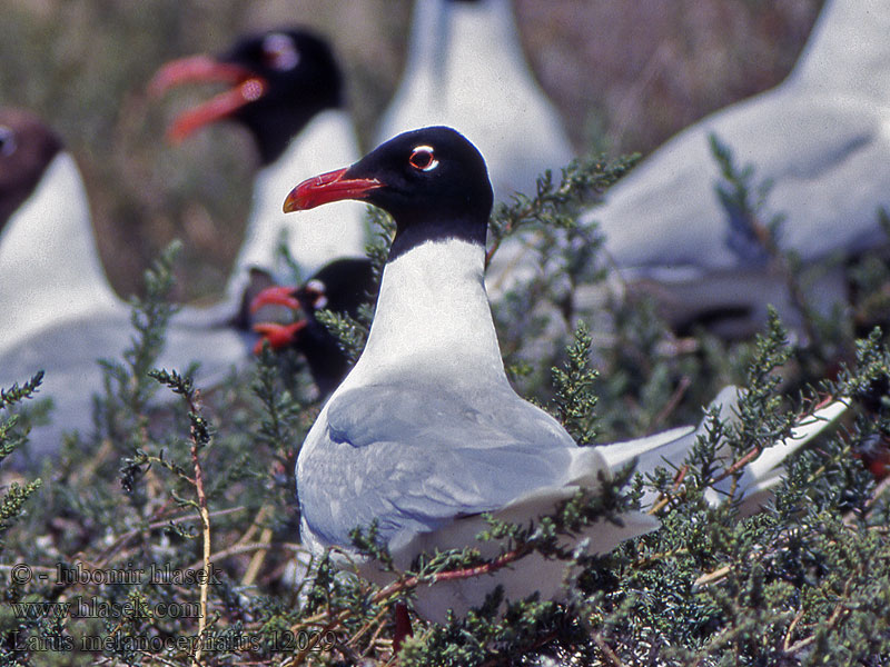 Čajka čiernohlavá Cabeça preta Melngalvas kaija Larus melanocephalus