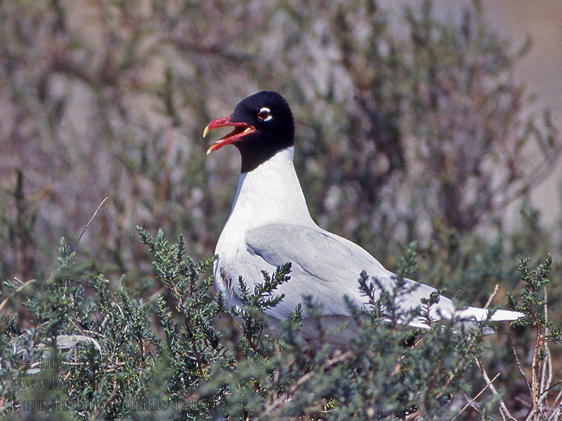 Mewa czarnogłowa Szerecsensirály Larus melanocephalus