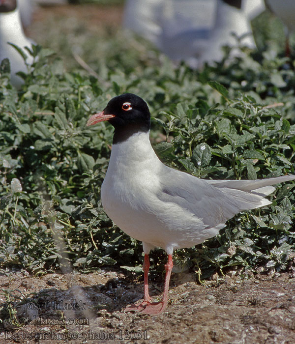 mås Чайка черноголовая Larus melanocephalus