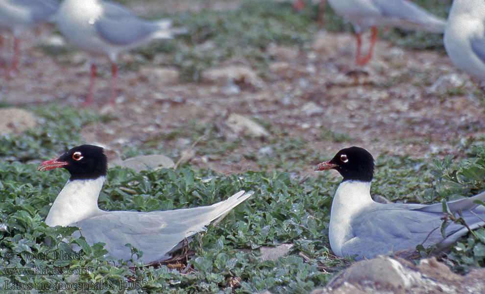 Gabbiano corallino Svartehavsmåke Svarthuvad Larus melanocephalus