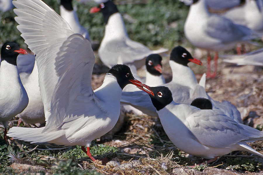 Sorthovedet Måge Zwartkopmeeuw Mustanmerenlokki Larus melanocephalus