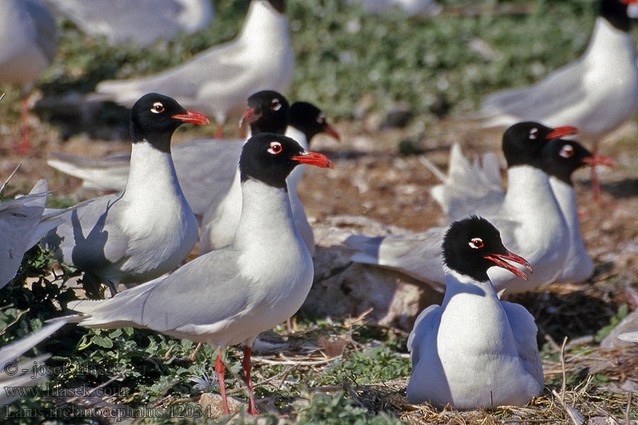 Racek černohlavý Larus melanocephalus