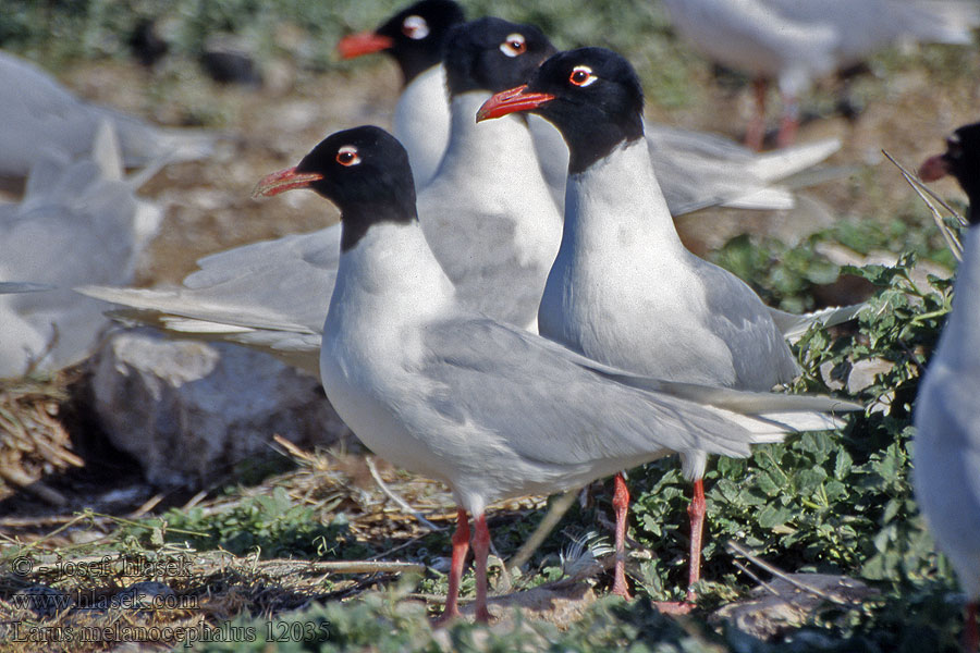 Mouette mélanocéphale Gaviota Cabecinegra Larus melanocephalus