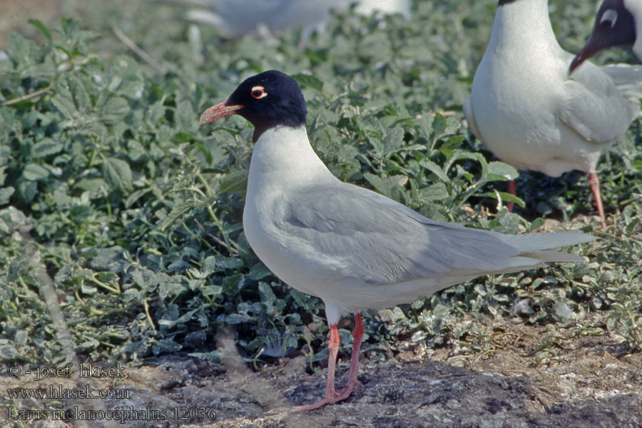 Mediterranean Gull Schwarzkopfmöwe Larus melanocephalus