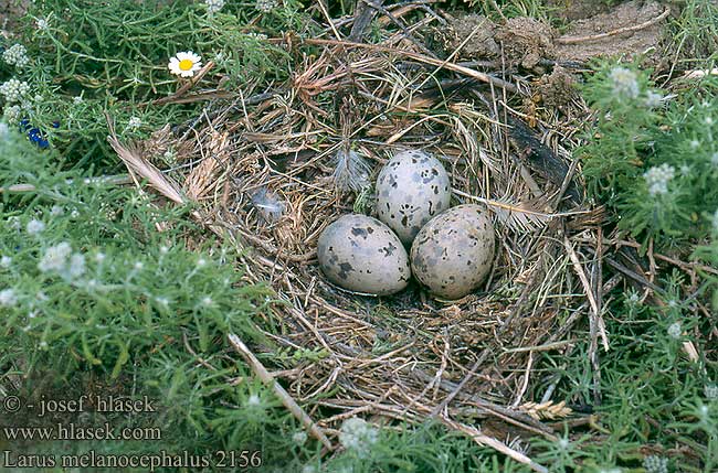 Larus melanocephalus 2156