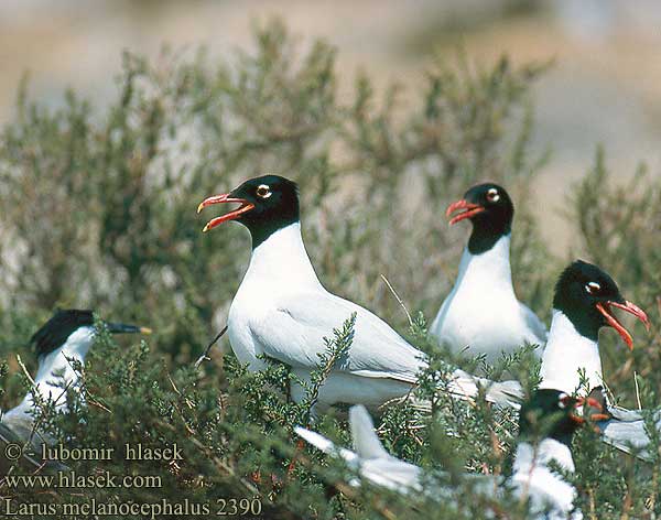 Larus melanocephalus 2390