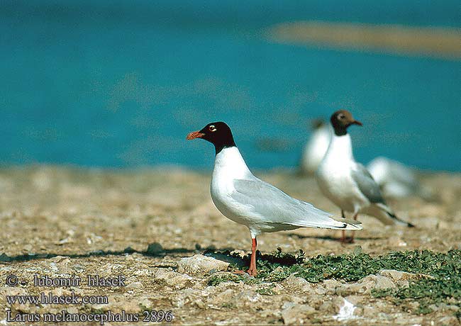 Larus melanocephalus 2896