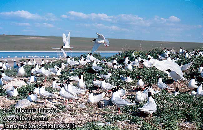 Larus melanocephalus 2910