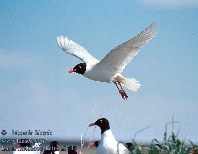 Larus melanocephalus 2914