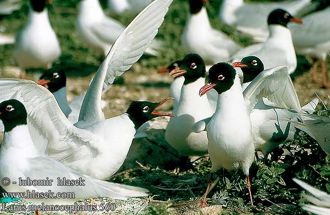 Gaviota Cabecinegra Racek černohlavý Sorthovedet