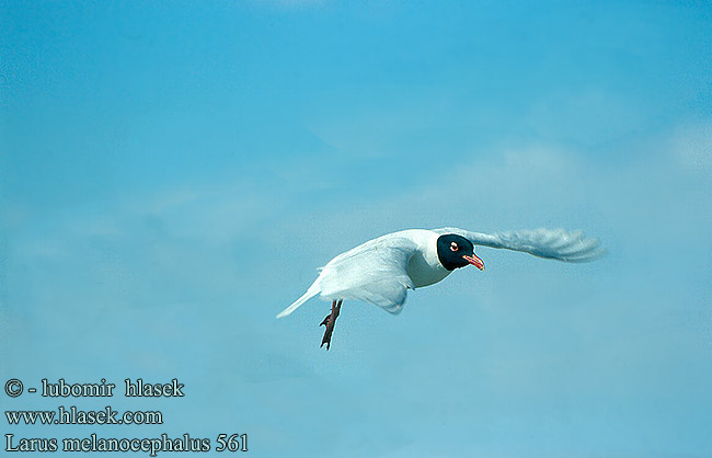 Larus melanocephalus 561