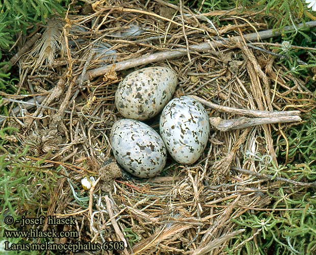 Larus melanocephalus 6508