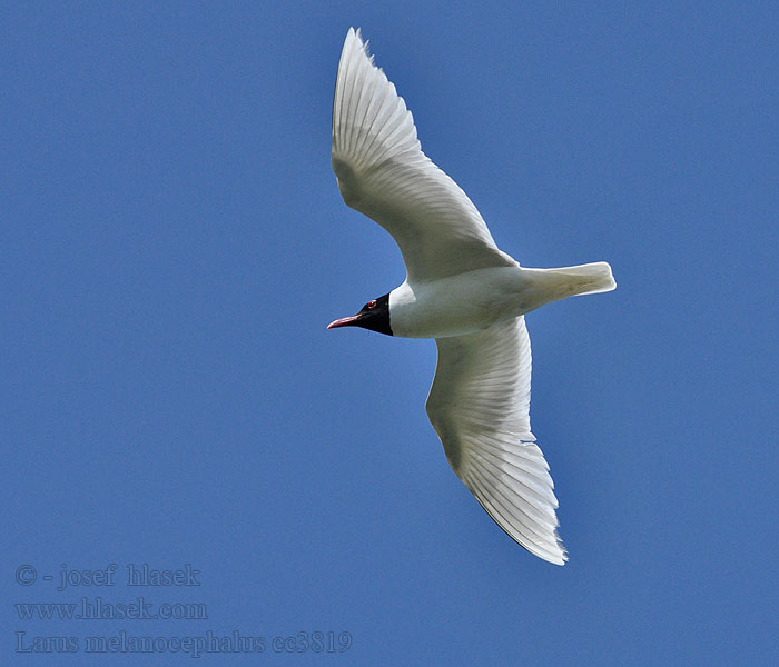 Mediterranean Gull Larus melanocephalus