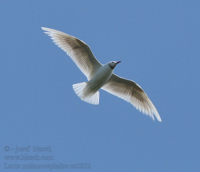 Schwarzkopfmöwe Larus melanocephalus