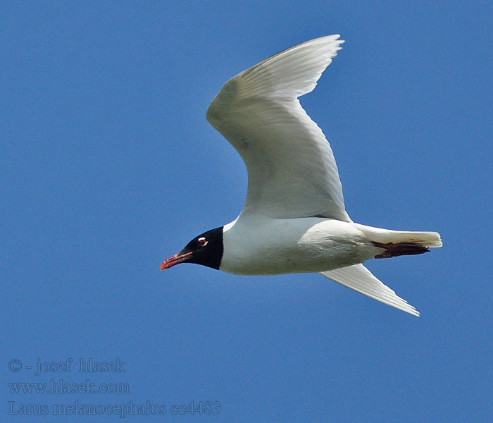 Mouette mélanocéphale Larus melanocephalus