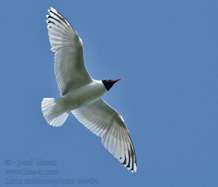 Gaviota Cabecinegra Larus melanocephalus