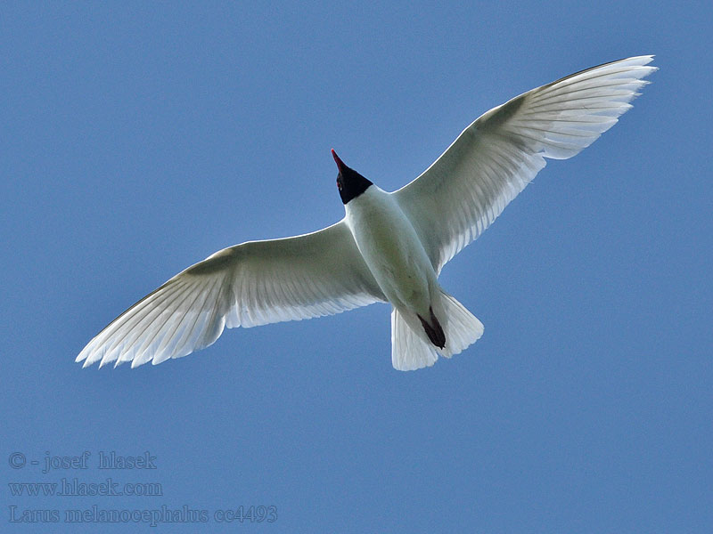 Racek černohlavý Larus melanocephalus