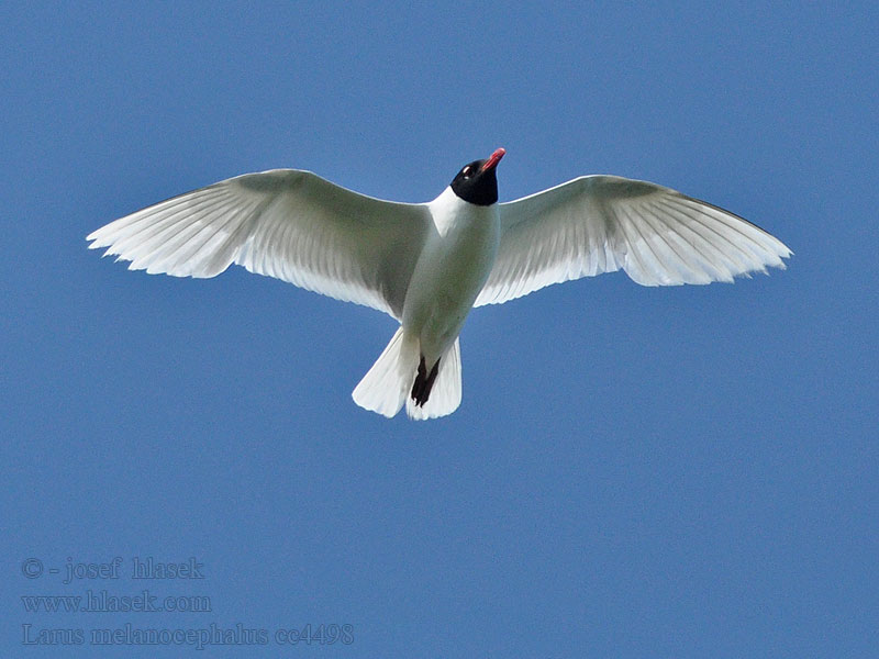 Sorthovedet Måge Larus melanocephalus