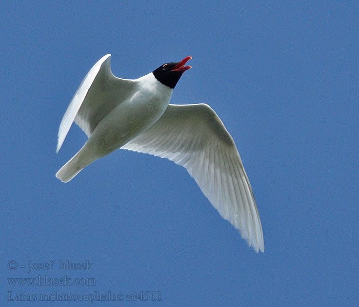 Zwartkopmeeuw Larus melanocephalus