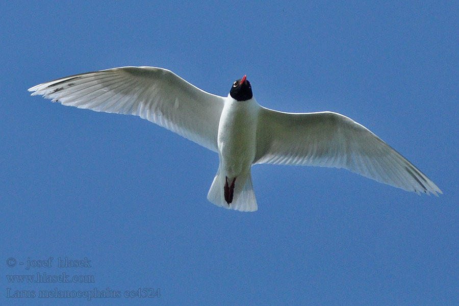 Mustanmerenlokki Larus melanocephalus