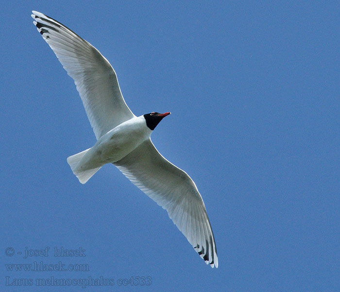 Gabbiano corallino Larus melanocephalus