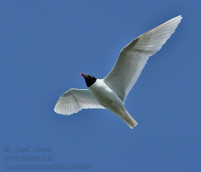 Svartehavsmåke Larus melanocephalus