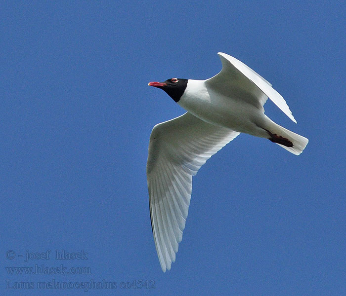 Svarthuvad mås Larus melanocephalus