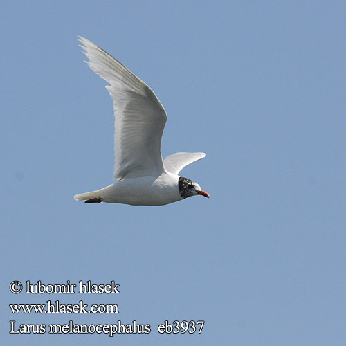 Larus melanocephalus Mediterranean Gull Schwarzkopfmöwe