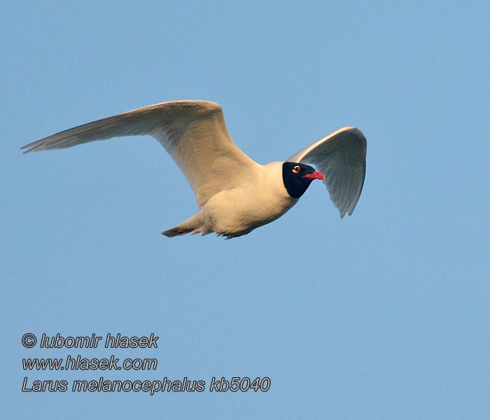 Чайка черноголовая Larus melanocephalus