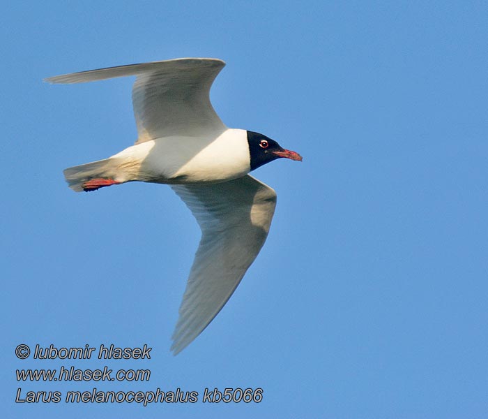 Čajka čiernohlavá Larus melanocephalus