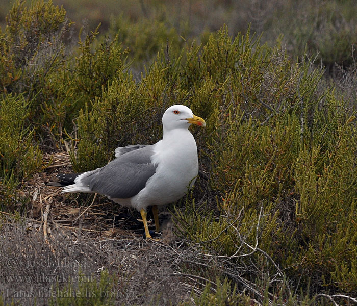 Mewa romańska Larus michahellis 黃腳銀鷗 Etelänharmaalokki