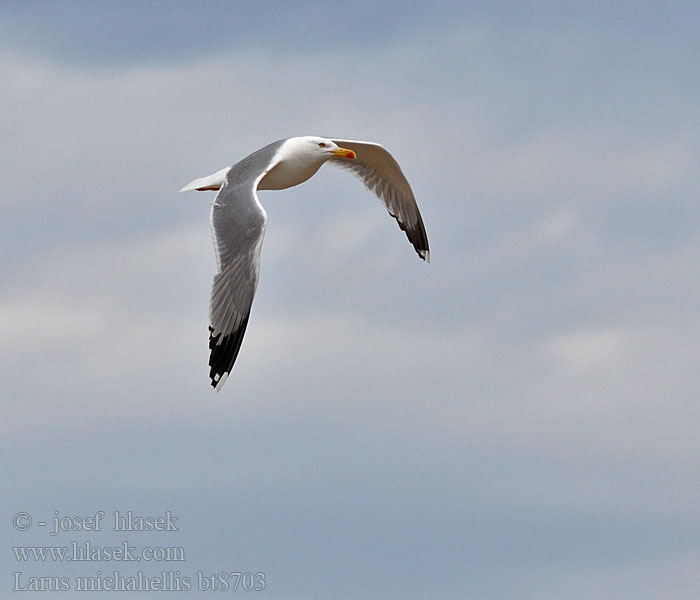 Larus michahellis Gabbiano reale