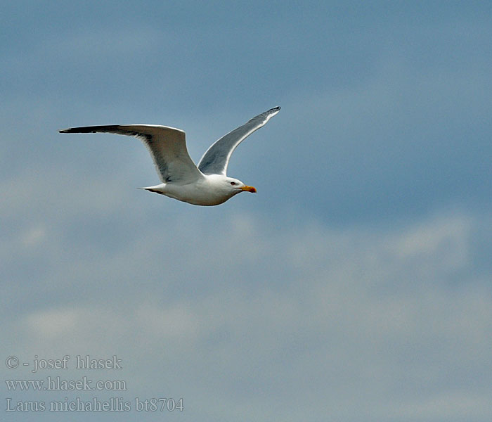 Larus michahellis Geelpootmeeuw