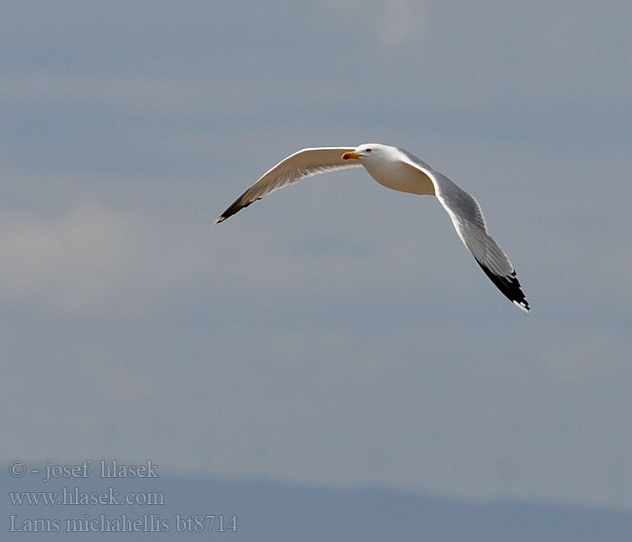 Larus michahellis Mittelmeermöwe