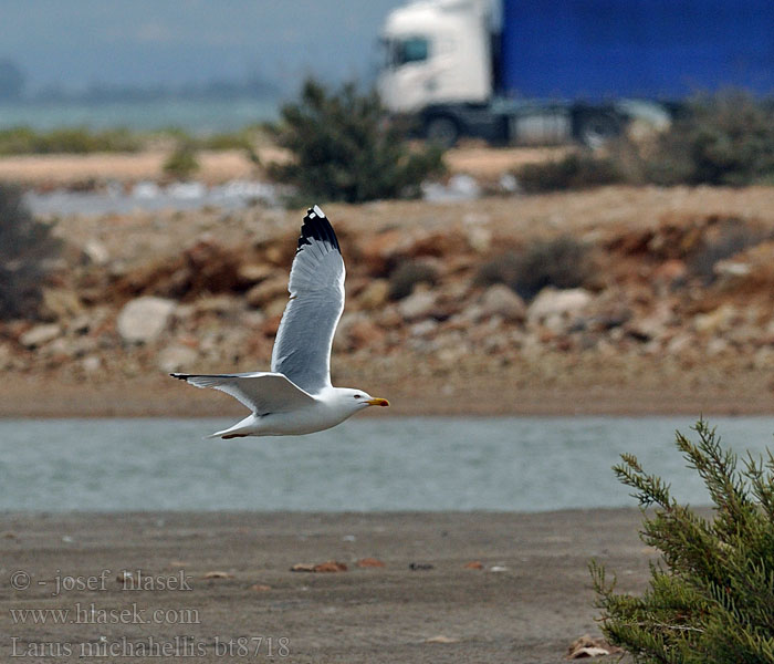 Larus michahellis Gaivota-de-patas-amarelas