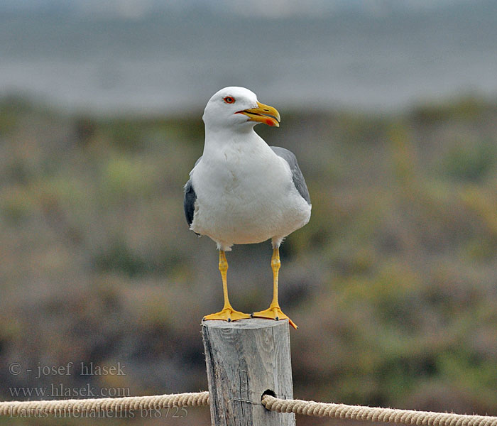 Larus michahellis Yellow-legged Gull