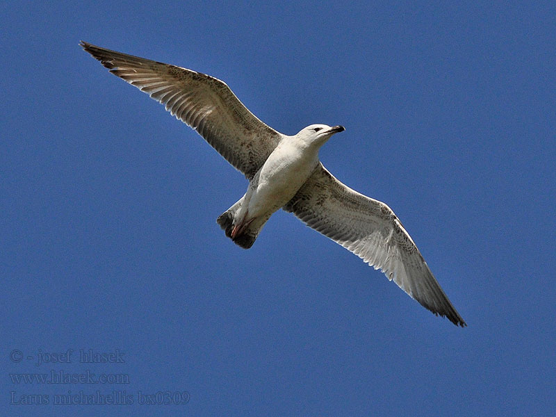 Larus michahellis Racek středomořský